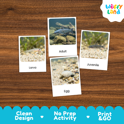 Catfish Life Cycle Flashcards 3 Part Cards Montessori Science Printable