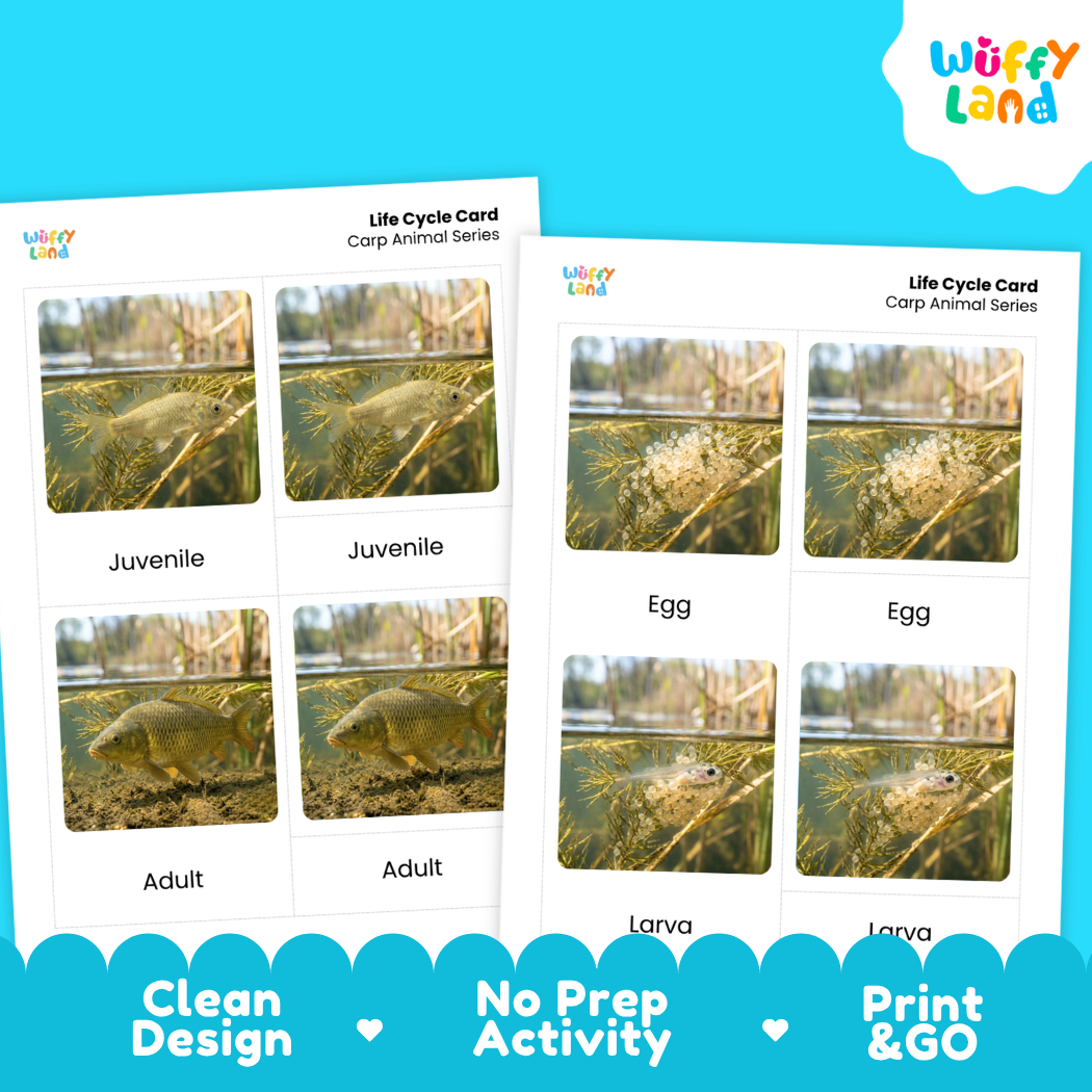 Two printed life cycle cards for carp animal series shown on a bright blue background. The cards show labeled photos of water hyacinth in stages labeled Juvenile, Egg, Adult, and Larva.