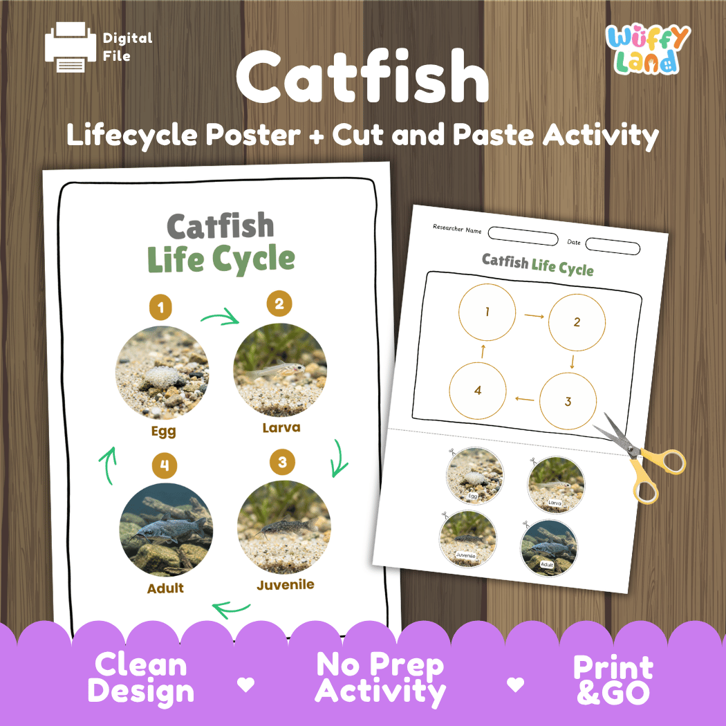 Catfish Life Cycle Poster and Cut and Paste Worksheet Activity