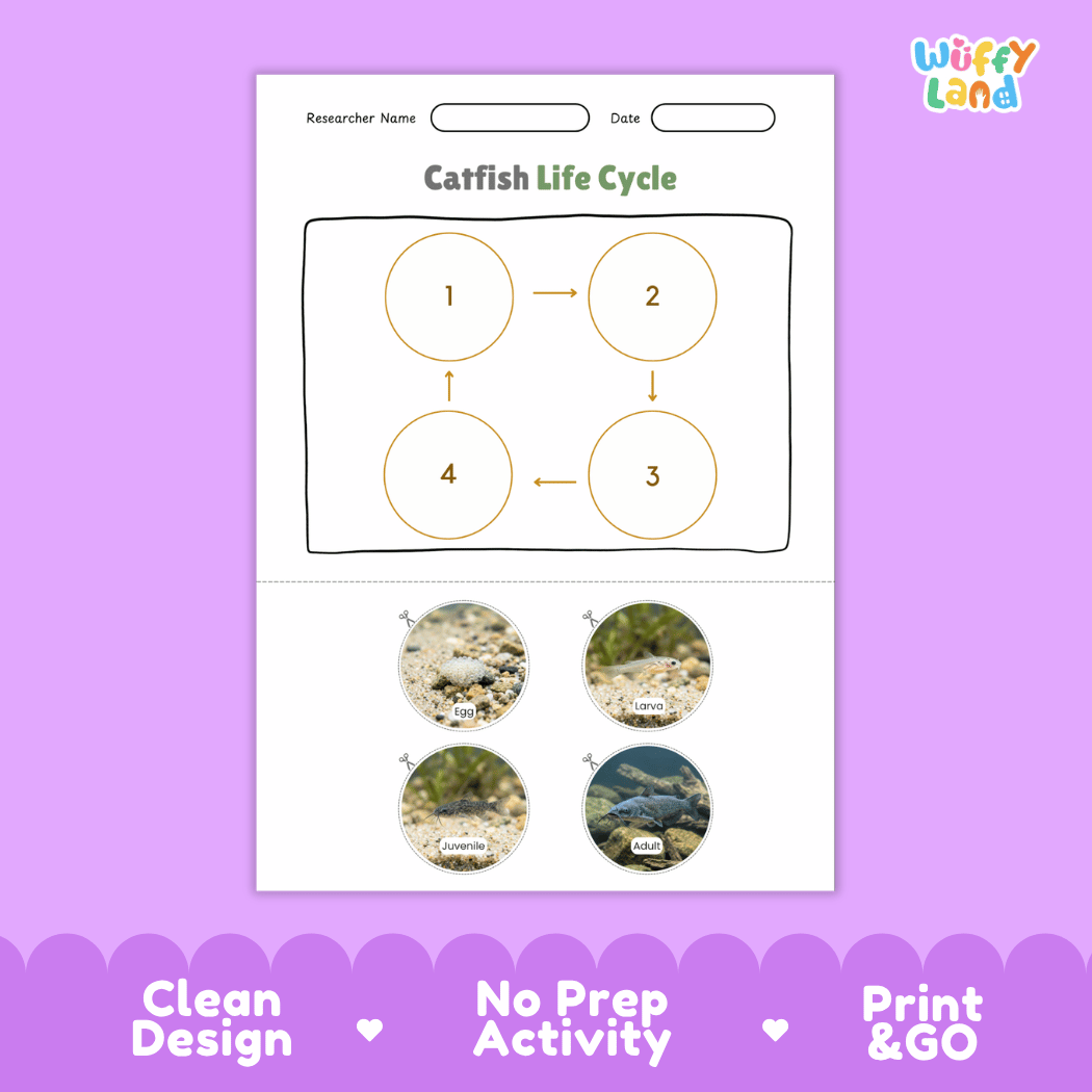 Catfish Life Cycle Poster and Cut and Paste Worksheet Activity