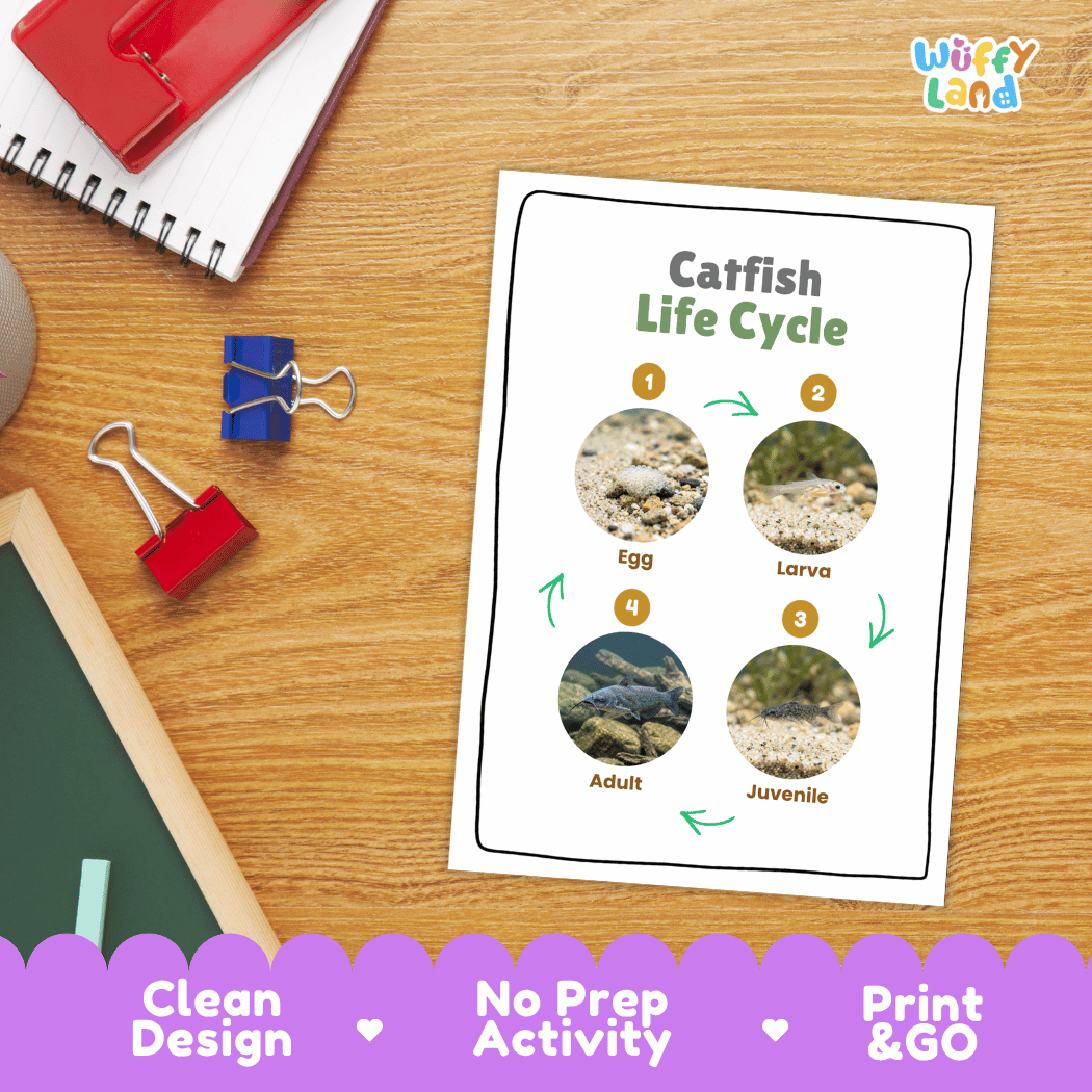 Catfish Life Cycle Poster and Cut and Paste Worksheet Activity