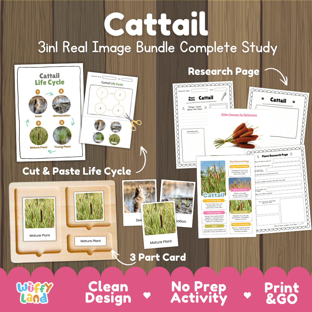 Cattail plant 3in1 real image bundle complete study printable featuring life cycle cut and paste worksheets, Montessori 3-part cards, and research pages