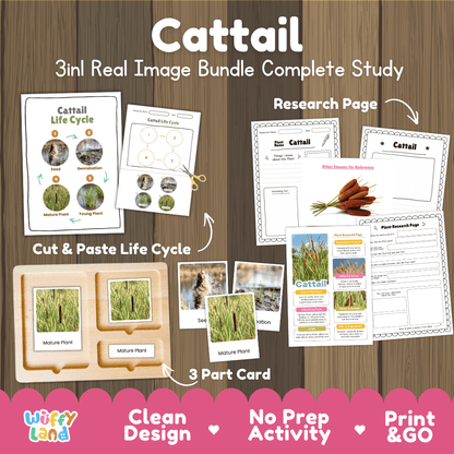 Cattail plant 3in1 real image bundle complete study printable featuring life cycle cut and paste worksheets, Montessori 3-part cards, and research pages