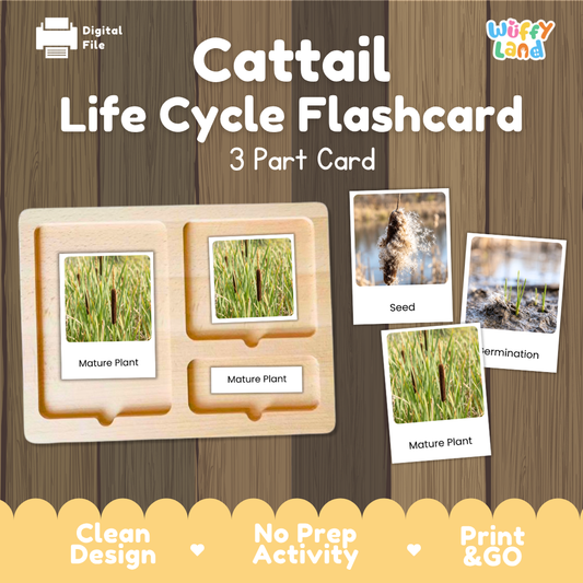 Cattail Life Cycle Flashcard 3 Part Card Science Printable Activity