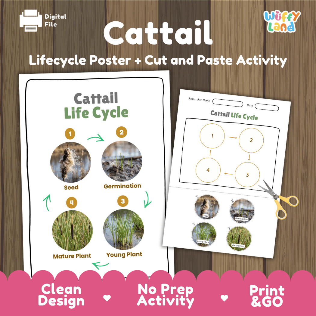 Cattail Life Cycle Poster and Cut and Paste Activity Worksheets