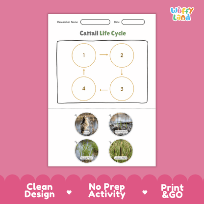 Cattail Life Cycle Poster and Cut and Paste Activity Worksheets