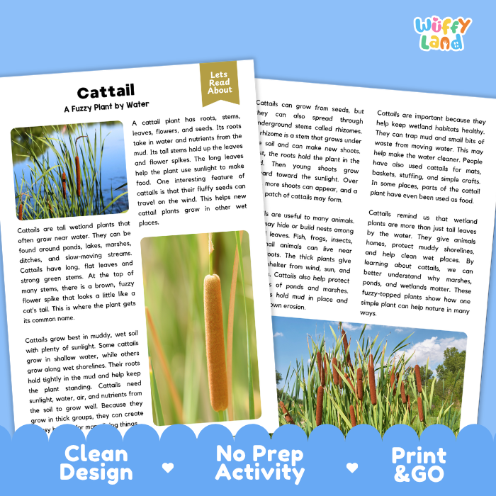 Cattail Plant Reading Passages and Comprehension Questions Worksheets