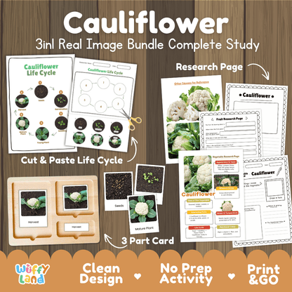 Cauliflower 3in1 real image bundle complete study printable featuring life cycle cut and paste worksheets, Montessori 3-part cards, and research pages