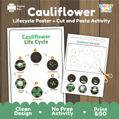 Cauliflower Lifecycle Poster and Cut and Paste Activity Worksheets | Plant Science Printables