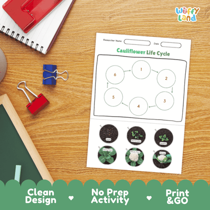 Cauliflower Lifecycle Poster and Cut and Paste Activity Worksheets | Plant Science Printables