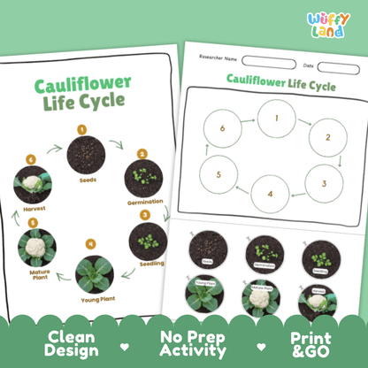 Cauliflower Lifecycle Poster and Cut and Paste Activity Worksheets | Plant Science Printables