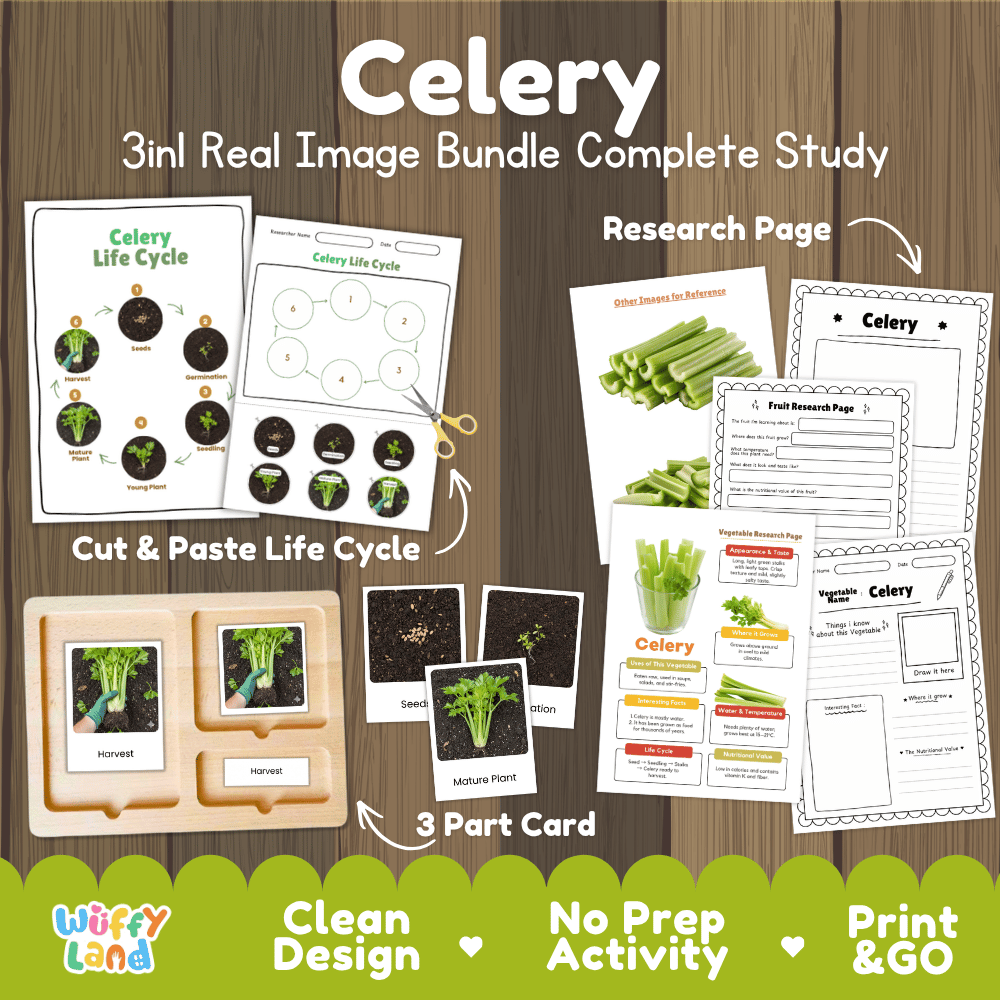 Celery 3in1 real image bundle complete study printable featuring life cycle cut and paste worksheets, Montessori 3-part cards, and research pages