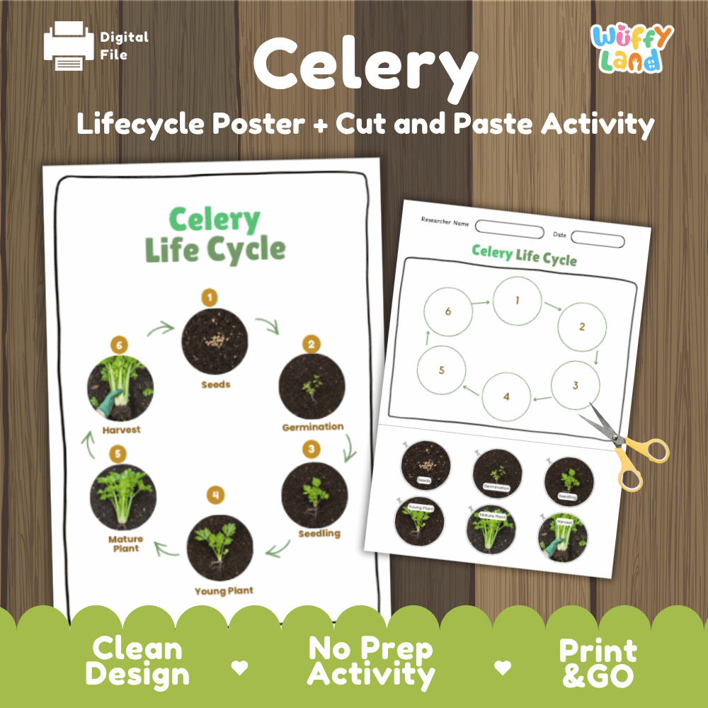 Celery Lifecycle Poster and Cut and Paste Activity Worksheets | Plant Science Printables