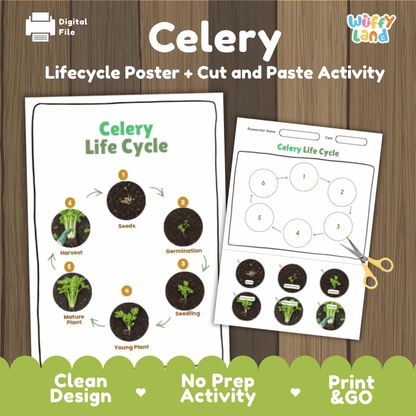 Celery Lifecycle Poster and Cut and Paste Activity Worksheets | Plant Science Printables