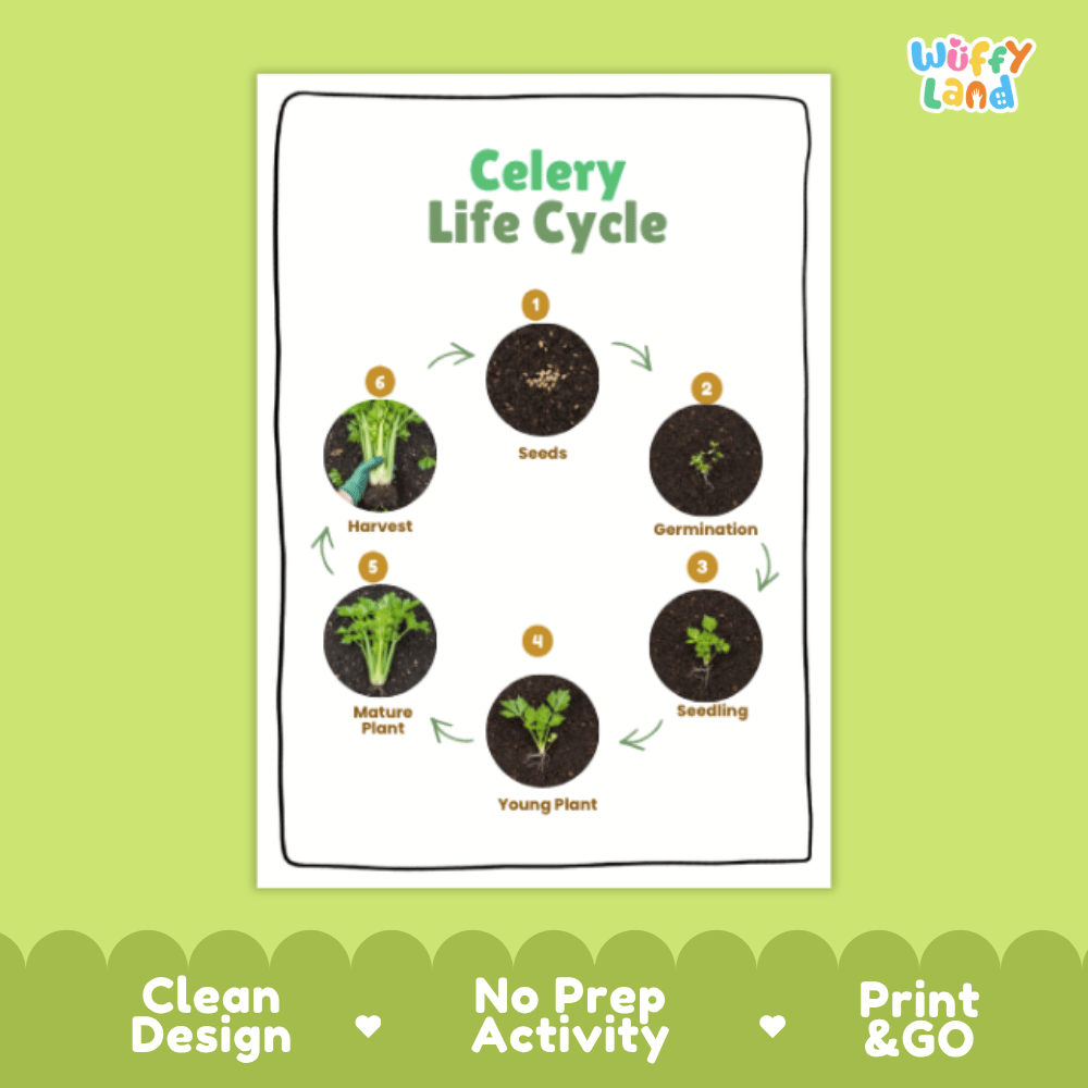 Celery Lifecycle Poster and Cut and Paste Activity Worksheets | Plant Science Printables