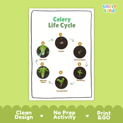Celery Lifecycle Poster and Cut and Paste Activity Worksheets | Plant Science Printables
