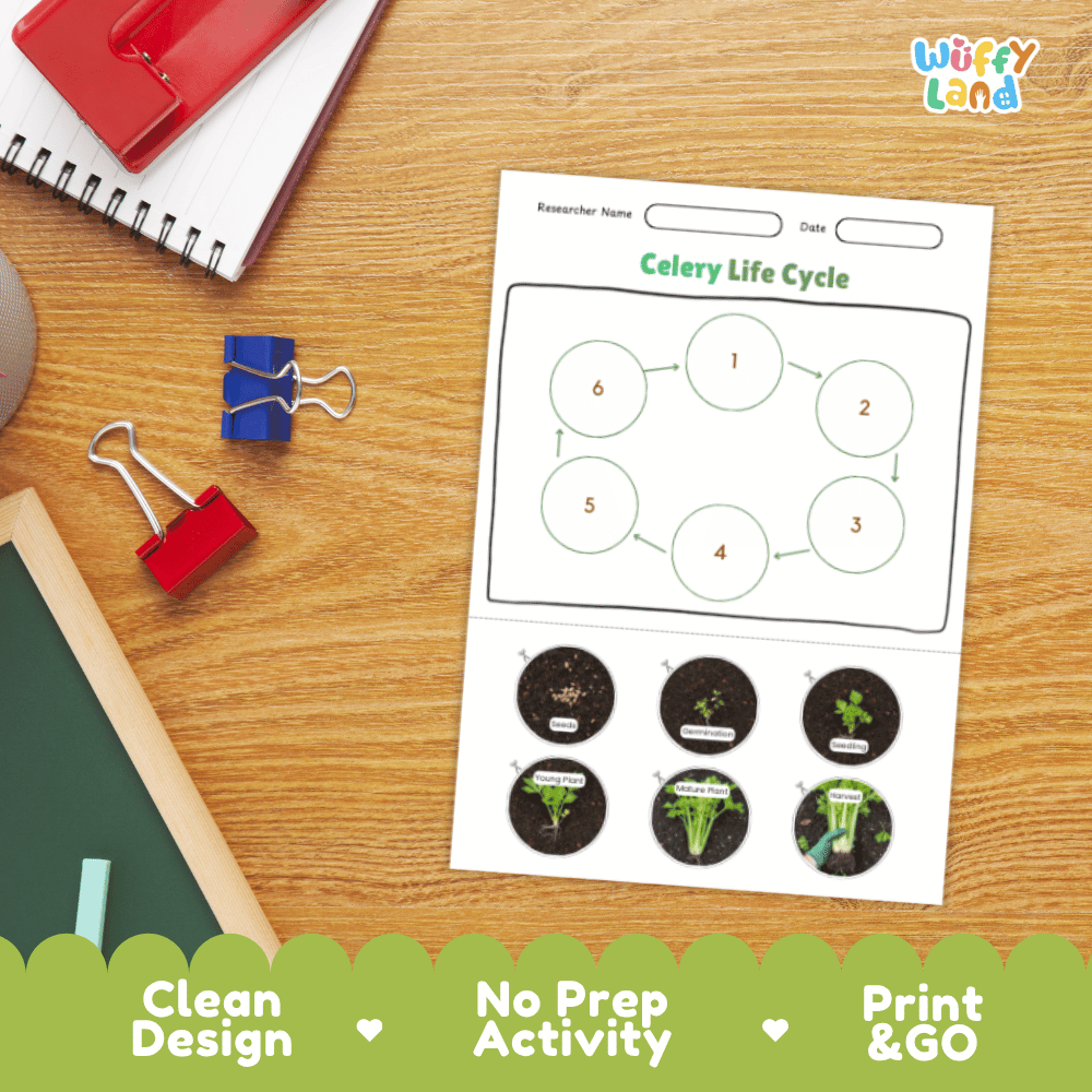 Celery Lifecycle Poster and Cut and Paste Activity Worksheets | Plant Science Printables