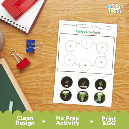 Celery Lifecycle Poster and Cut and Paste Activity Worksheets | Plant Science Printables