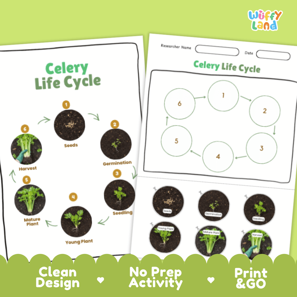 Celery Lifecycle Poster and Cut and Paste Activity Worksheets | Plant Science Printables
