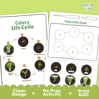 Celery Lifecycle Poster and Cut and Paste Activity Worksheets | Plant Science Printables