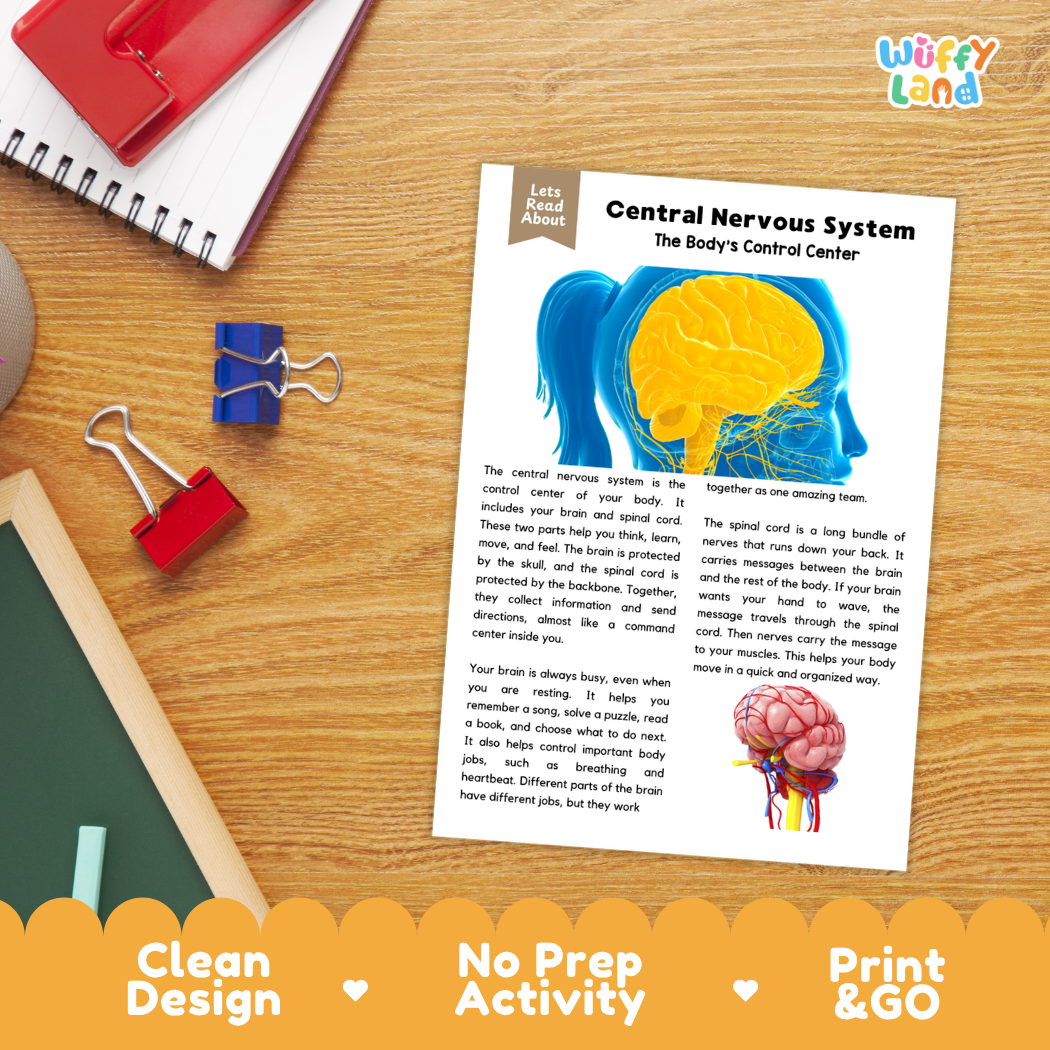 Student reading comprehension worksheet with short-answer questions and lined sections about the human central nervous system