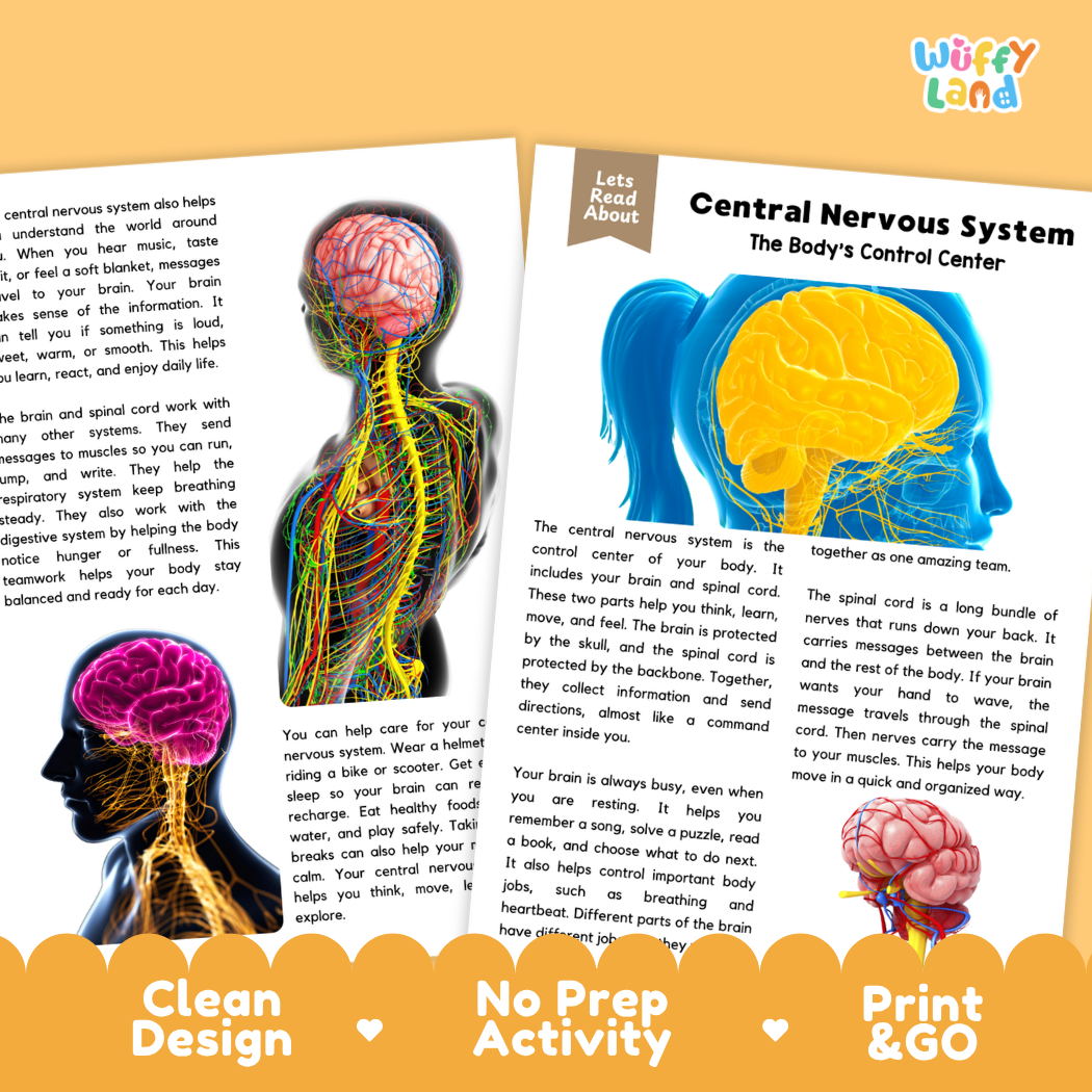 Teacher answer key page showing complete question solutions for Central Nervous System human body reading comprehension practice