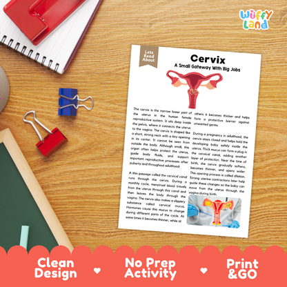 Student reading comprehension worksheet with short-answer questions and lined sections about the human cervix
