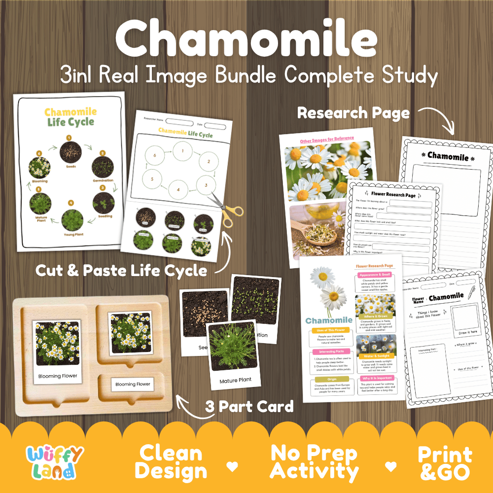 Chamomile plant 3in1 real image bundle complete study printable featuring life cycle cut and paste worksheets, Montessori 3-part cards, and research pages