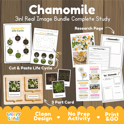 Chamomile plant 3in1 real image bundle complete study printable featuring life cycle cut and paste worksheets, Montessori 3-part cards, and research pages