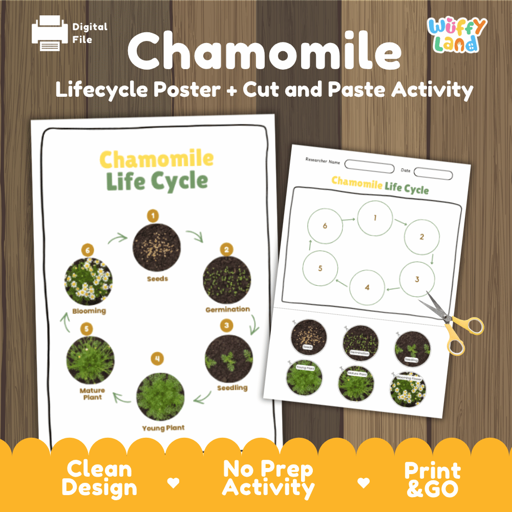 Chamomile Lifecycle Poster and Cut and Paste Activity Worksheets | Plant Science Printables