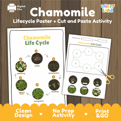Chamomile Lifecycle Poster and Cut and Paste Activity Worksheets | Plant Science Printables
