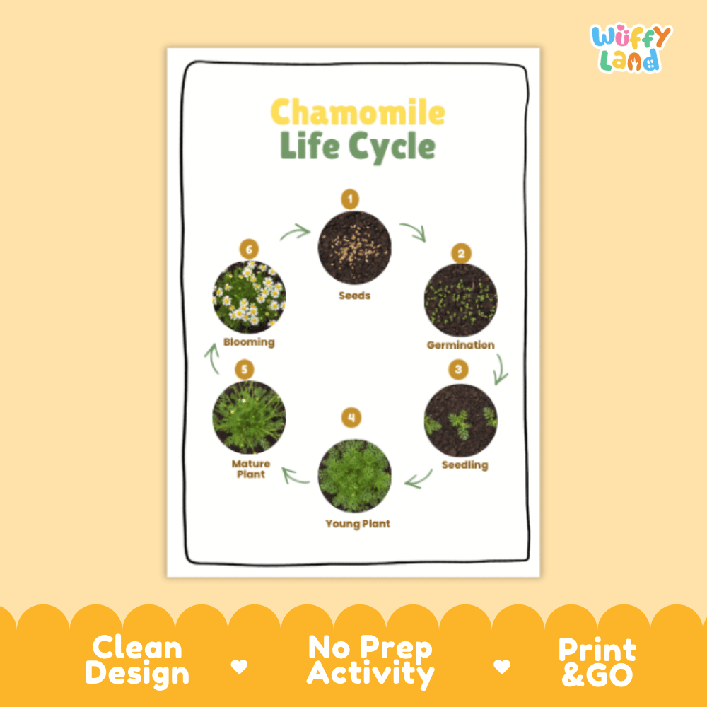 Chamomile Lifecycle Poster and Cut and Paste Activity Worksheets | Plant Science Printables