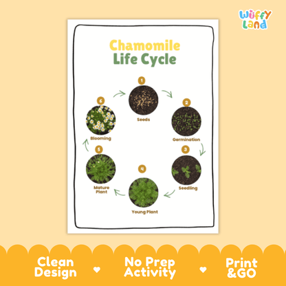 Chamomile Lifecycle Poster and Cut and Paste Activity Worksheets | Plant Science Printables