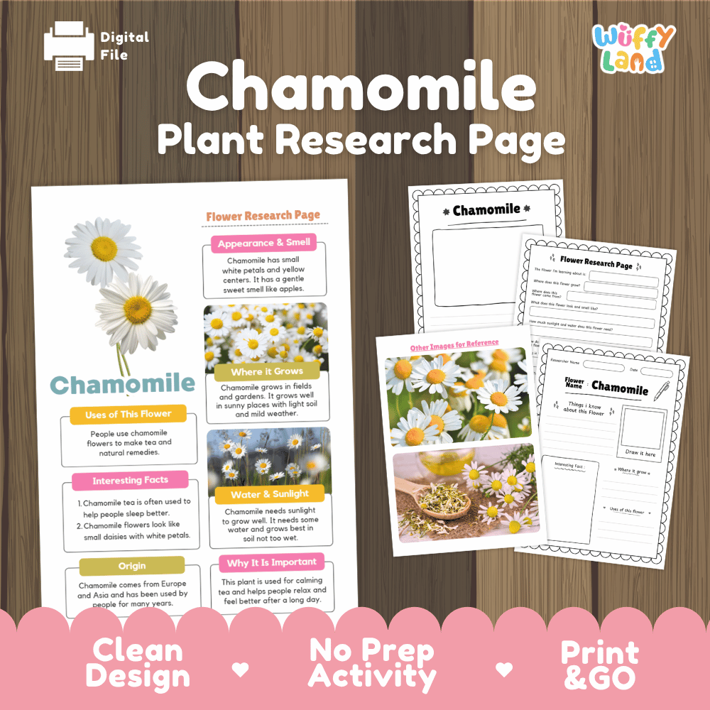 Chamomile Plant Research Worksheets and Informational Fact Sheets