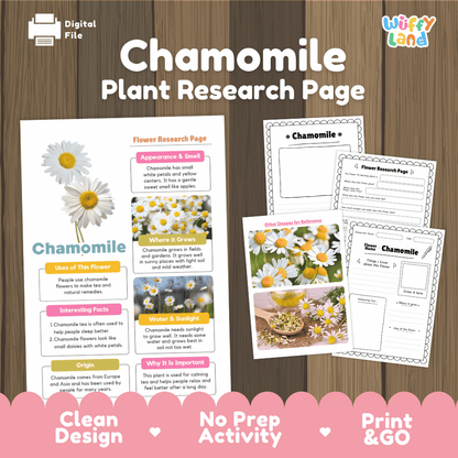 Chamomile Plant Research Worksheets and Informational Fact Sheets