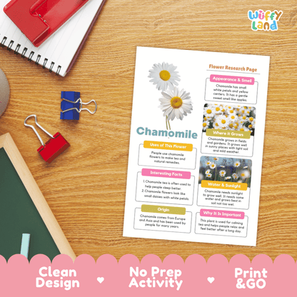 Chamomile Plant Research Worksheets and Informational Fact Sheets