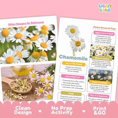 Chamomile Plant Research Worksheets and Informational Fact Sheets