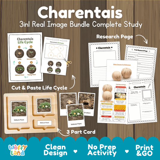 Charentais melon life cycle 3in1 real image bundle complete study overview featuring cut and paste worksheets, Montessori 3-part cards, and research pages from Wuffy Land 🍈🌱