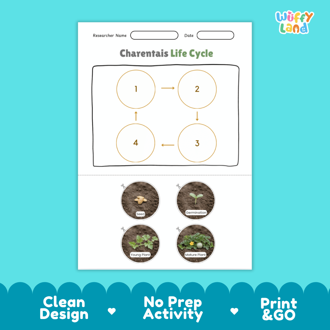 Educational reference chart poster showing the 4 stages of the Charentais melon life cycle from seed and germination to young seedling and mature vine