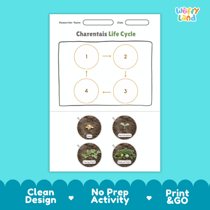Educational reference chart poster showing the 4 stages of the Charentais melon life cycle from seed and germination to young seedling and mature vine
