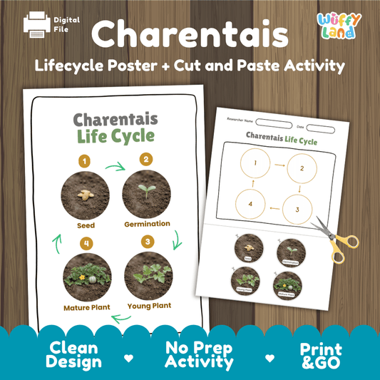 Charentais melon plant life cycle educational poster and cut and paste printable sequencing activity featuring real photos for elementary science