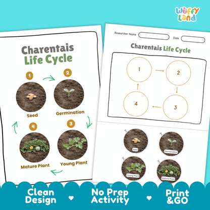 Print and go digital PDF plant science activity featuring clean design layout, researcher name line, and zero prep classroom format