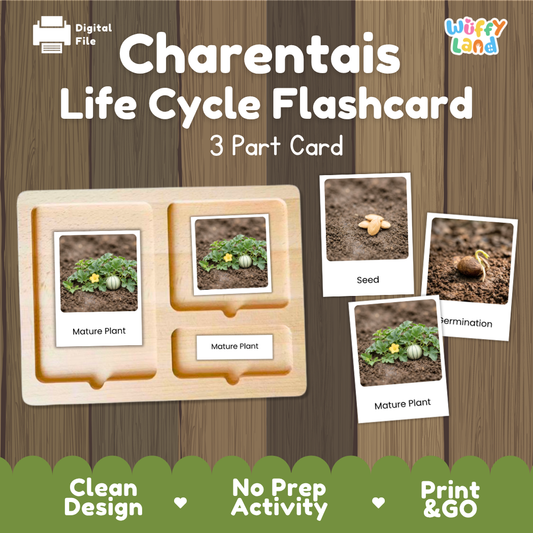Montessori 3-part nomenclature cards showing authentic photos of Charentais melon growth stages displayed on a wooden tray 🗂️🏷️