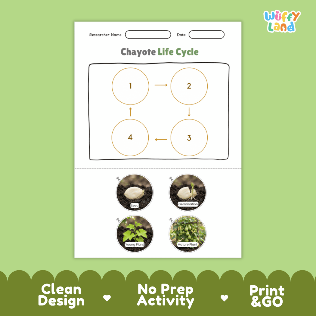 Educational reference poster showing four realistic photo stages of a chayote life cycle including seed, germination, young plant, and mature plant
