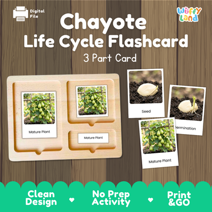Chayote Life Cycle Flashcard 3 Part Card Montessori Printable Activity