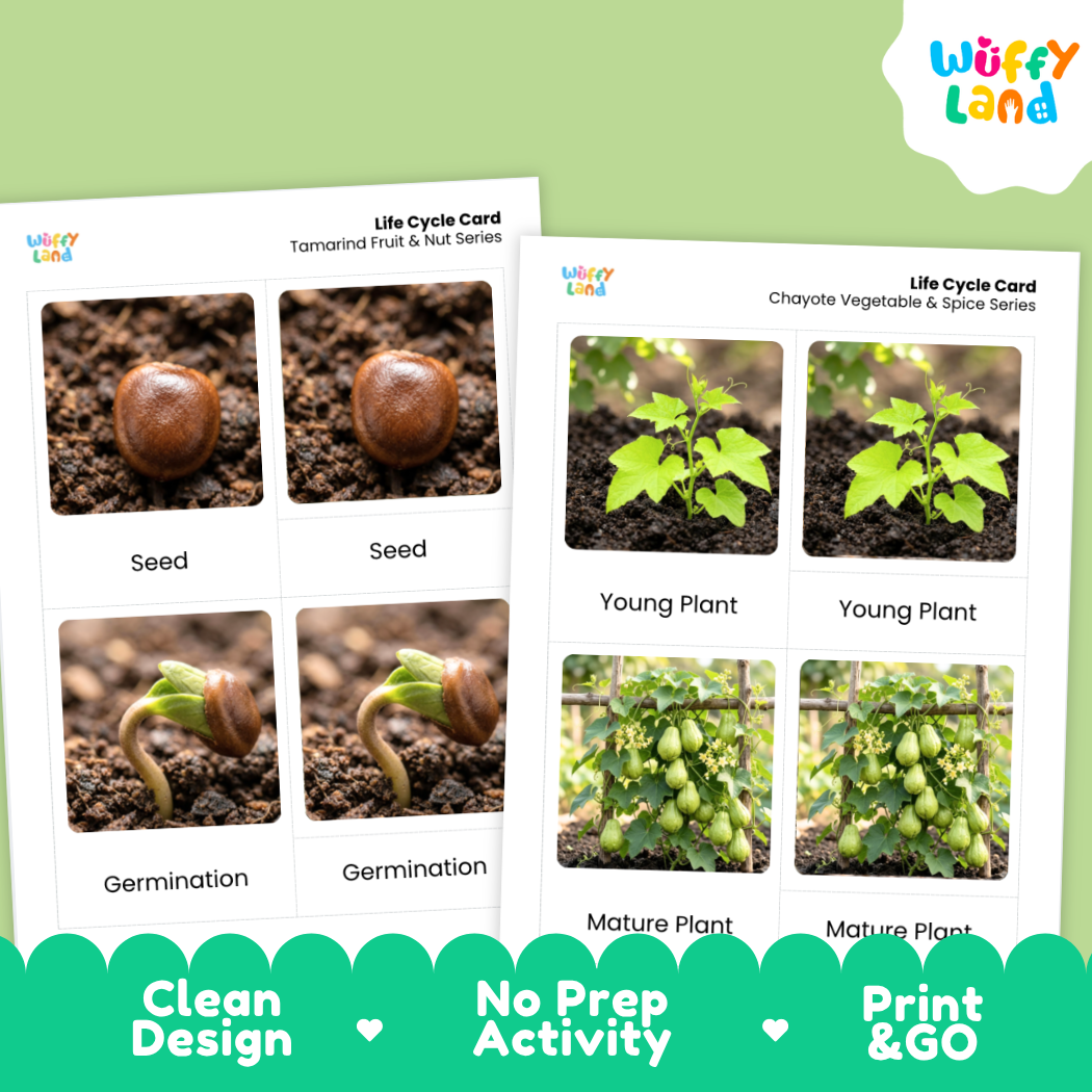 Two educational life cycle cards from Wiffy Land, titled 'Life Cycle Card Tamaled Fruit & Root Series' and 'Life Cycle Card Chayote Vegetable & Spice Series', displayed on a light green background with a teal banner at the bottom highlighting key features.