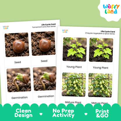 Two educational life cycle cards from Wiffy Land, titled 'Life Cycle Card Tamaled Fruit & Root Series' and 'Life Cycle Card Chayote Vegetable & Spice Series', displayed on a light green background with a teal banner at the bottom highlighting key features.