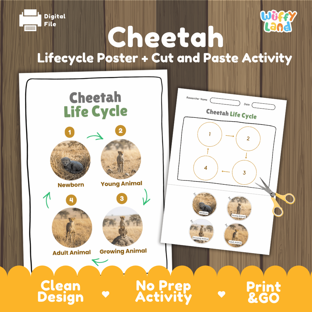 Cheetah Life Cycle Poster and Cut and Paste Activity Worksheets