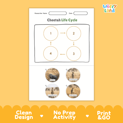 Cheetah Life Cycle Poster and Cut and Paste Activity Worksheets