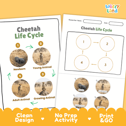 Cheetah Life Cycle Poster and Cut and Paste Activity Worksheets